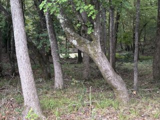 Don Hughes Park view