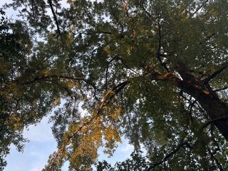 Don Hughes Park view