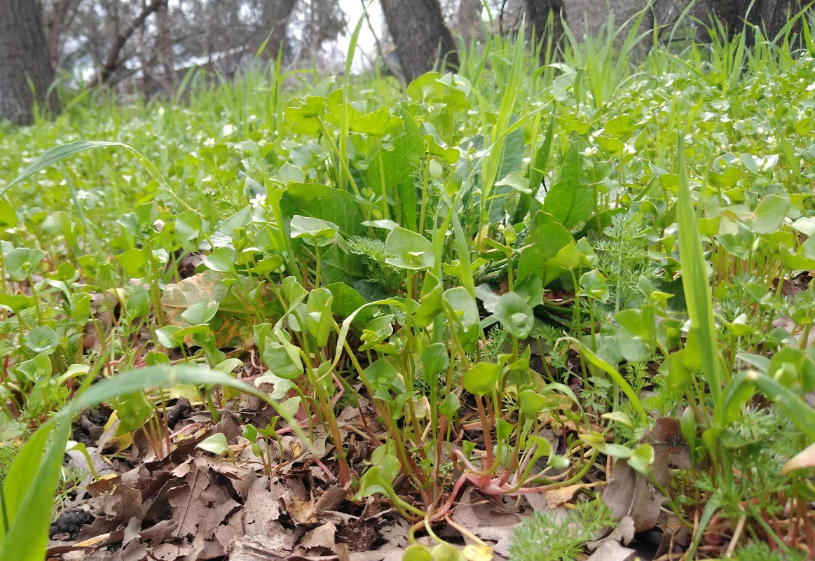 Sunset East Park photo