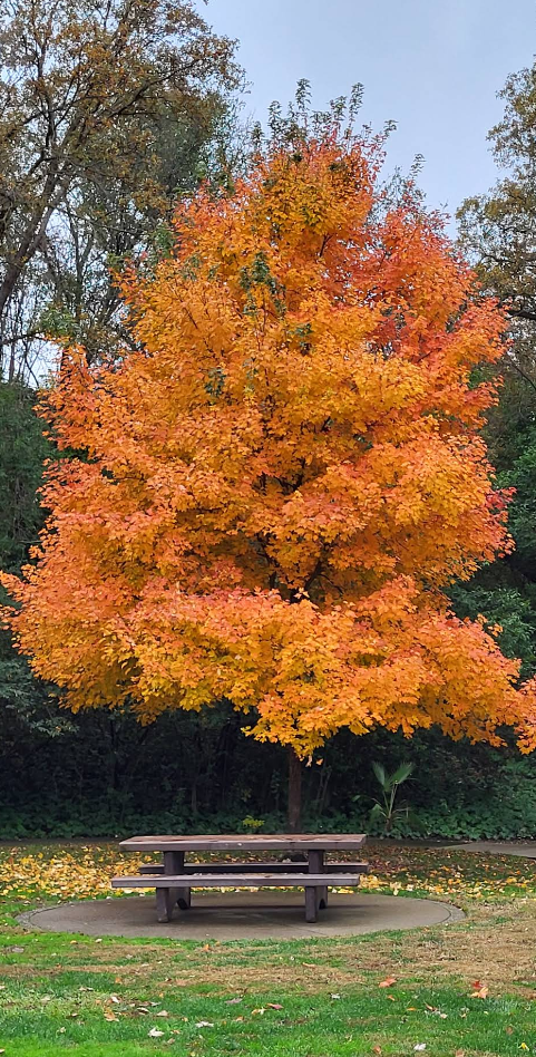 Sunset East Park photo