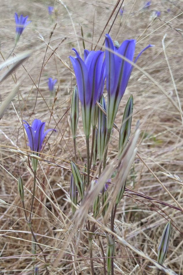 Sunset East Park photo